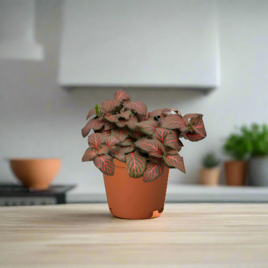 Fittonia 'Red'