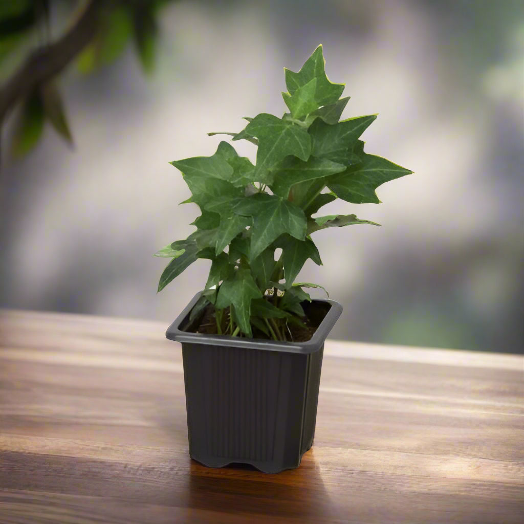 English Ivy Green California