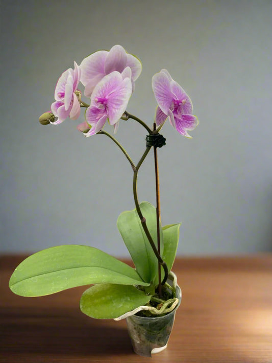 Light Pink Phalaenopsis Orchid - Delicate Indoor Plant with Granny's Care Tips