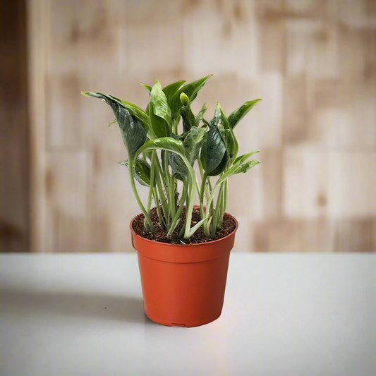 Pothos 'Shangri La'