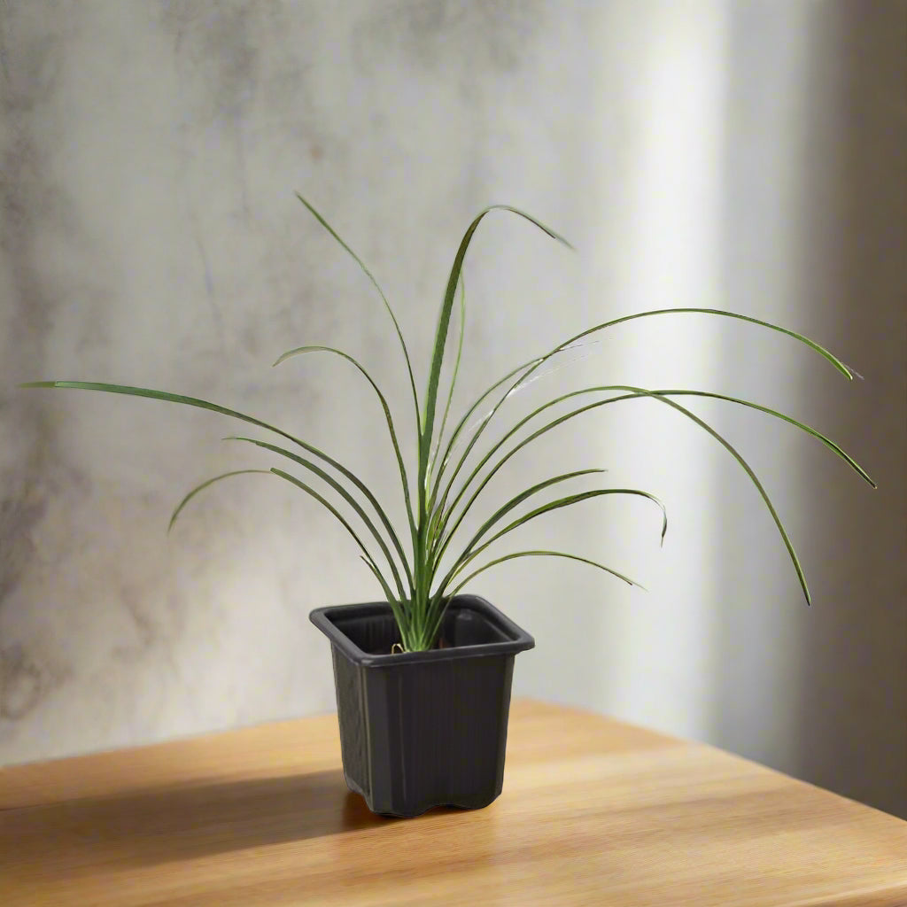 Palm Ponytail