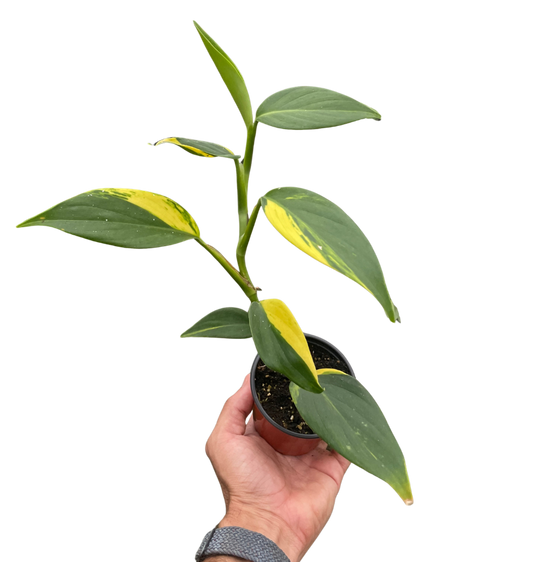 Scindapsus 'Coriaceus'