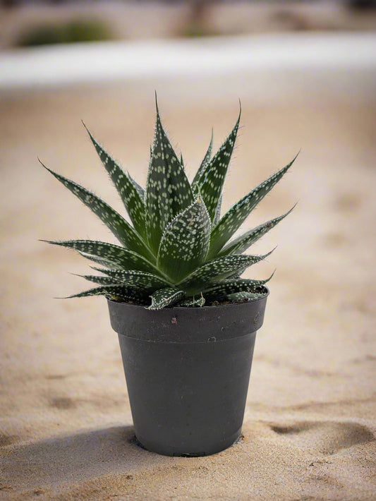 Succulent Gasteria Durban