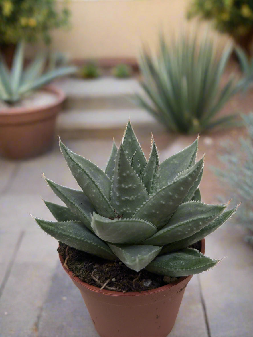 Succulent Haworthia Savanna