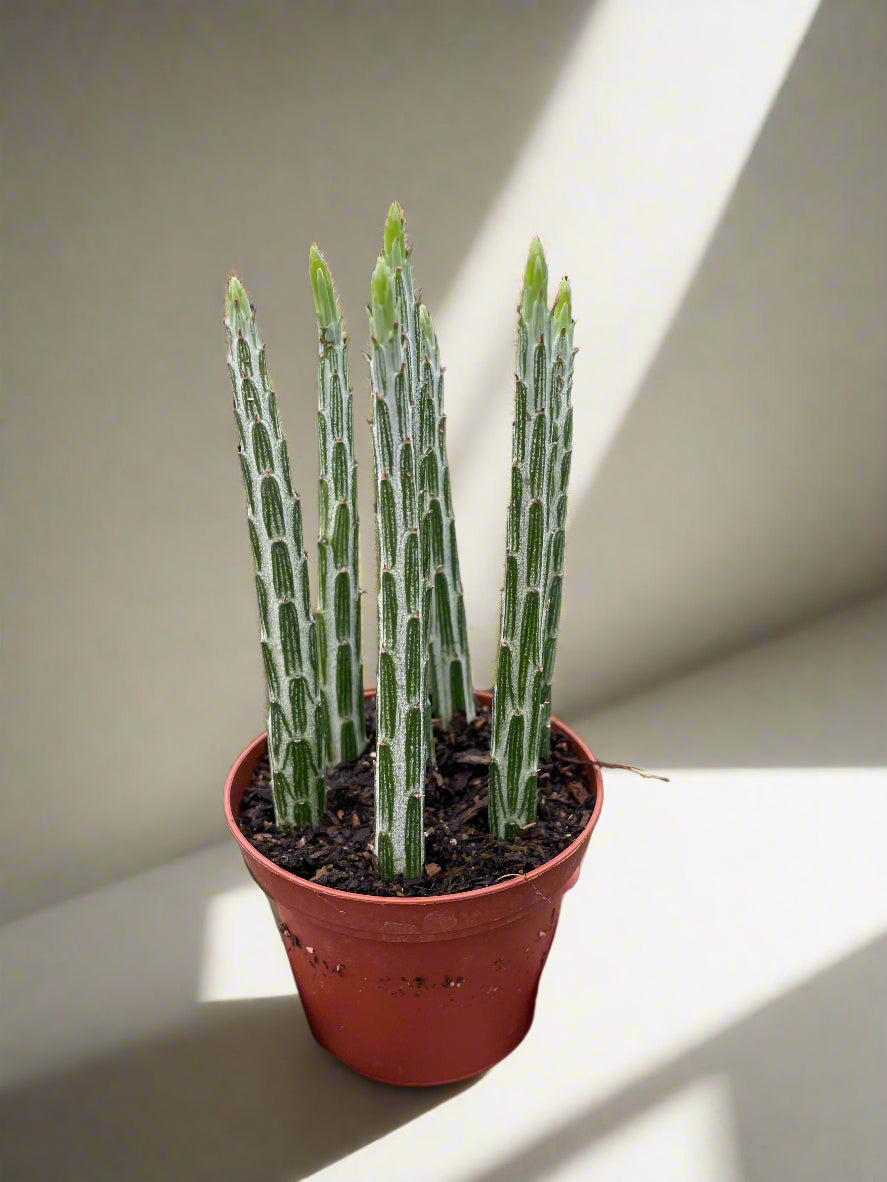 Senecio Stapeliiformis Pickle Plant