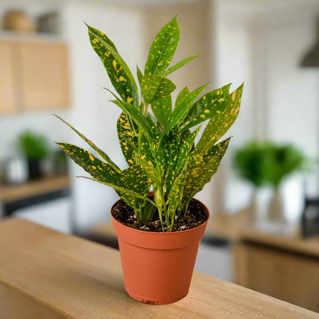 Croton 'Gold Dust'
