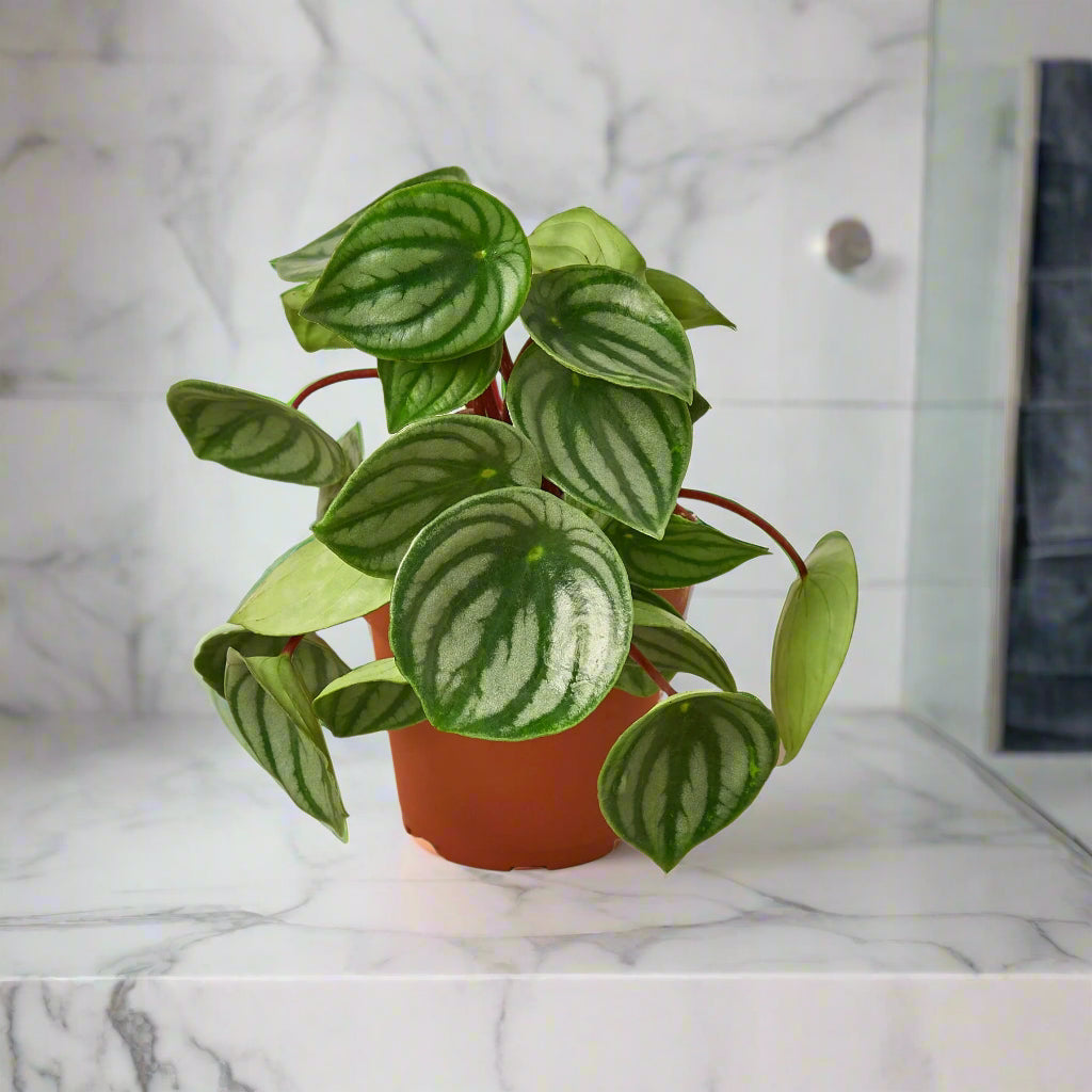Peperomia Watermelon