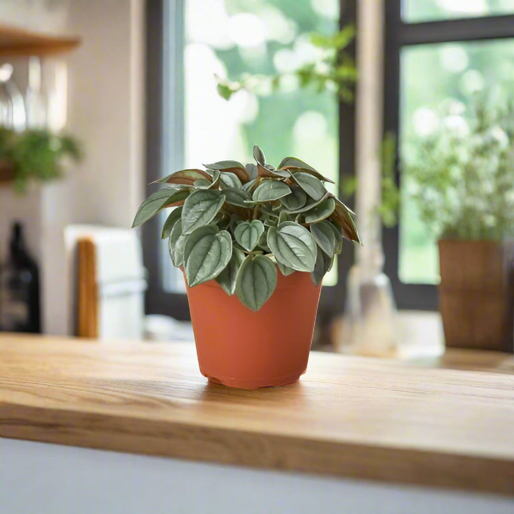 Peperomia 'Napoli Nights' - 4" Pot