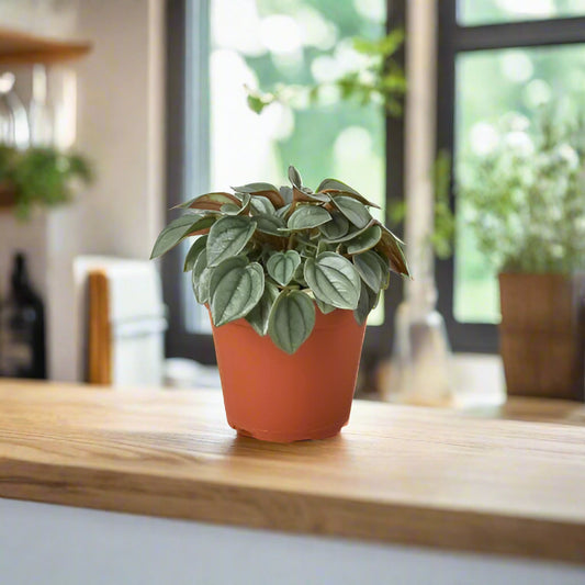 Peperomia 'Napoli Nights' - 4" Pot