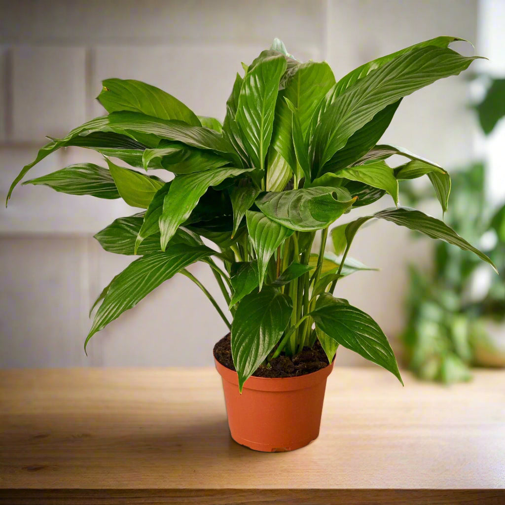 Spathiphyllum 'Peace Lily'
