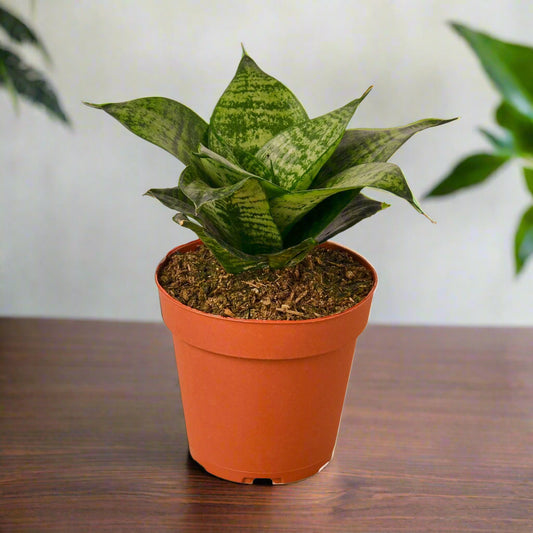 Snake Plant Black Robusta