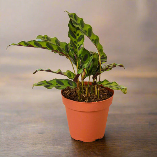 Calathea Lancifolia 'Rattlesnake'