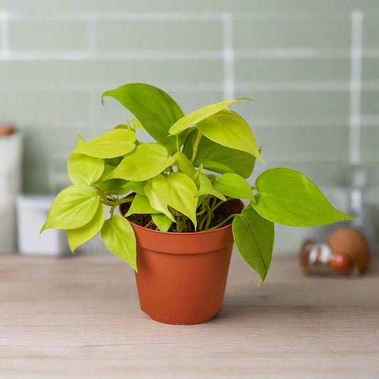 Philodendron 'Neon'