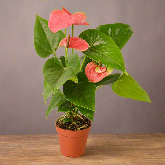 Anthurium 'Pink'