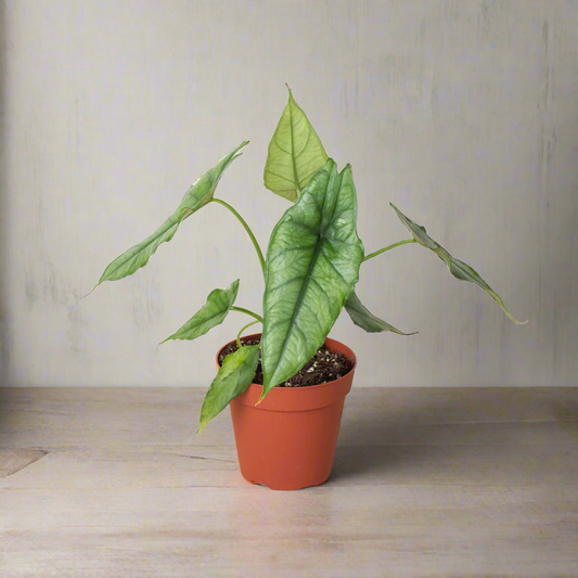 Alocasia 'Dragons Breath'