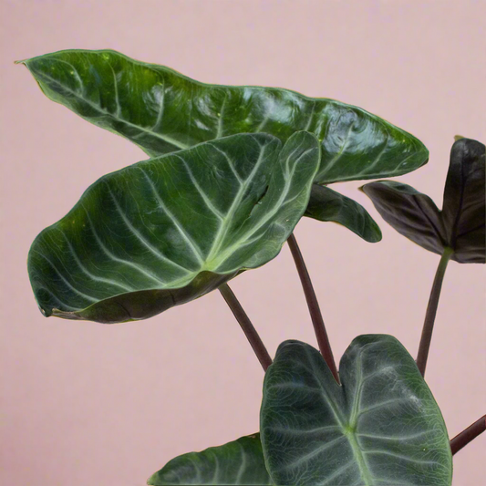 Alocasia 'Ebony'