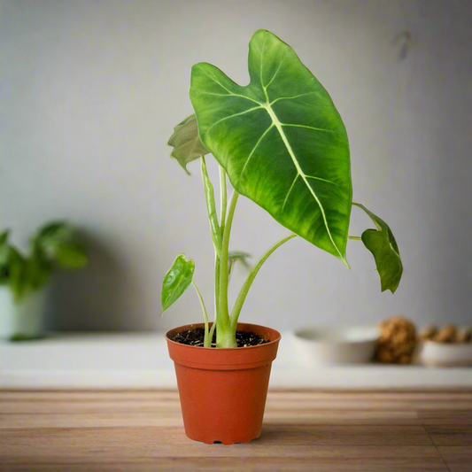 Alocasia Micholitziana 'Frydek'