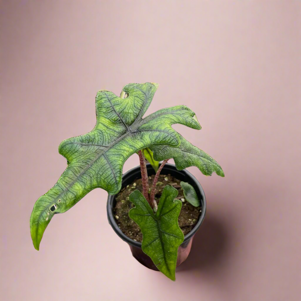 Alocasia 'Jacklyn'