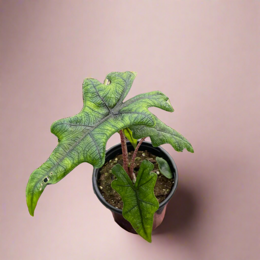 Alocasia 'Jacklyn'