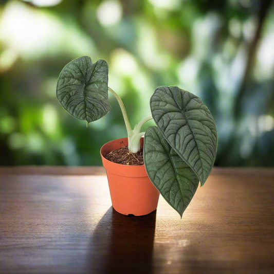 Alocasia 'Melo'