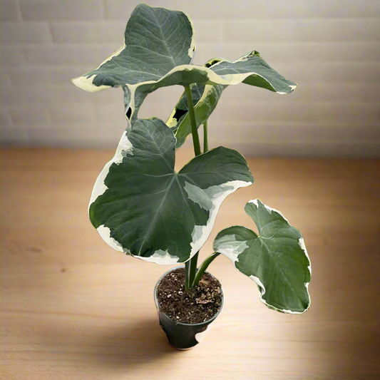 Alocasia 'Mickey Mouse' (Xanthosoma sagittifolium 'Variegatum Monstrosum')