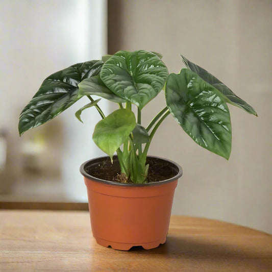 Alocasia 'Mirror Face' - 4" Pot