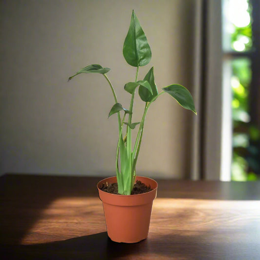 Alocasia 'Tiny Dancer' - 4" Pot