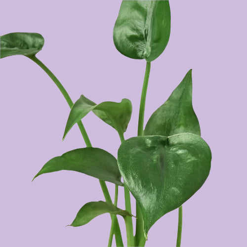 Alocasia 'Tiny Dancer' - 4" Pot