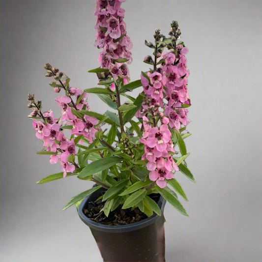 Angelonia