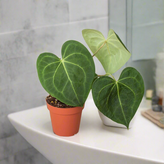 Anthurium 'Clarinervium'