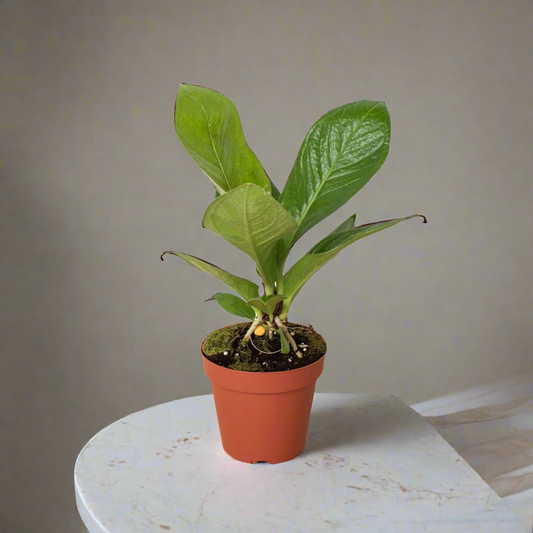 Anthurium 'Cobra'