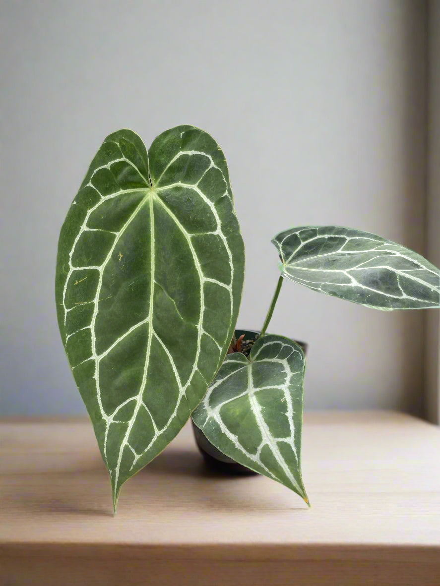 Anthurium Crystallinum