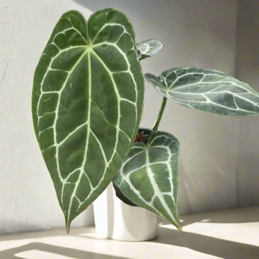 Anthurium Crystallinum