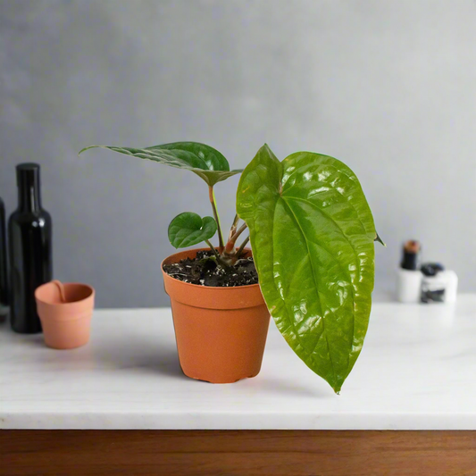 Anthurium 'Radicans x Luxurians'