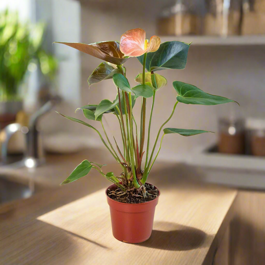 Anthurium Rainbow Champion - 4" Pot