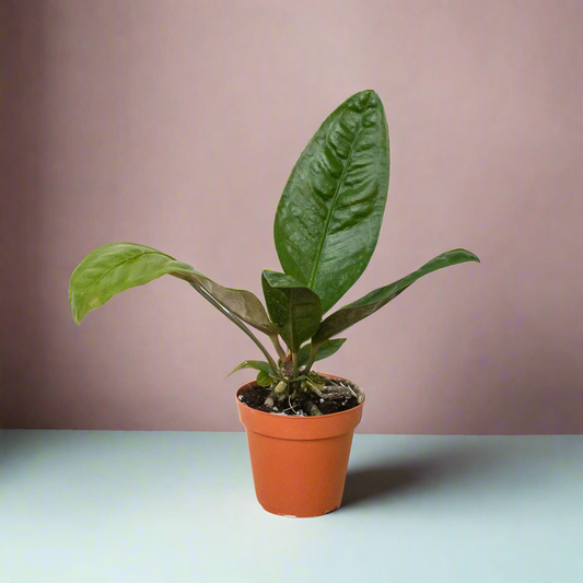 Anthurium 'Superbum'