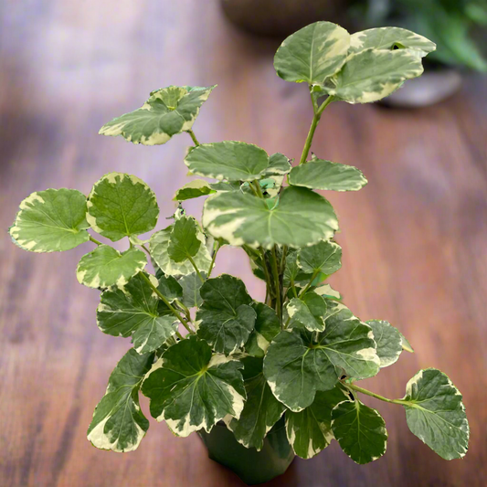 Aralia 'Balfouriana'