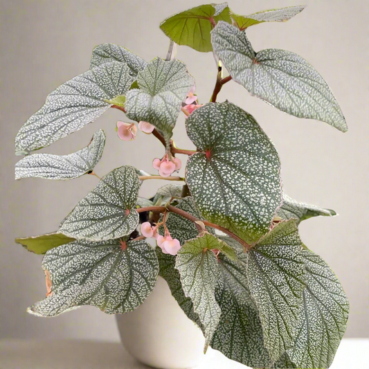 Begonia 'Frosty'