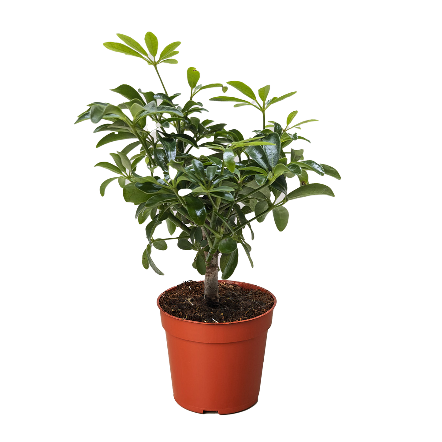 Bonsai Schefflera Arboricola