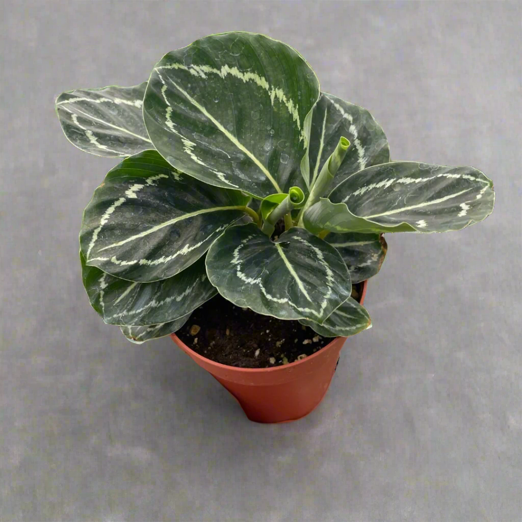 Calathea 'Green Goddess'