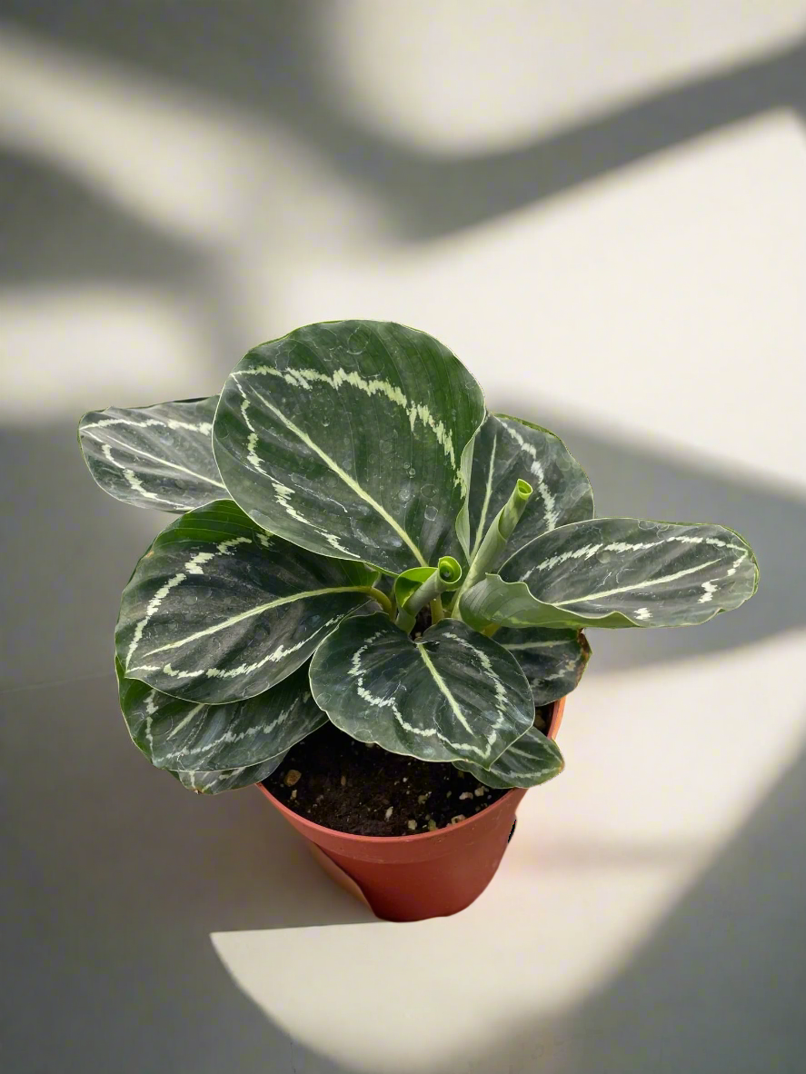 Calathea 'Green Goddess'