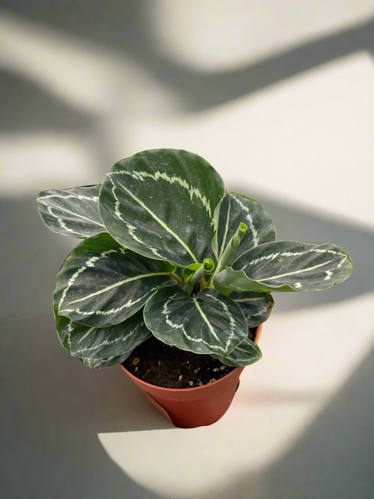 Calathea 'Green Goddess'