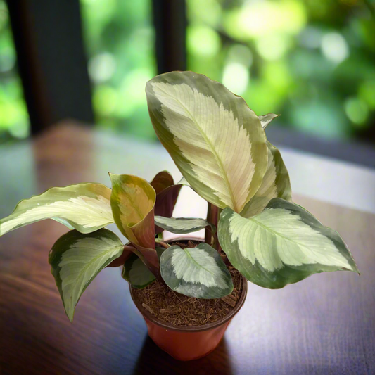 Calathea 'Picturata'