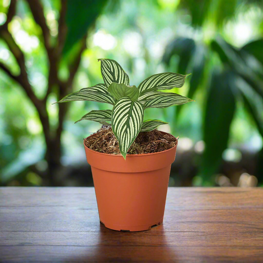 Calathea 'Vittata'
