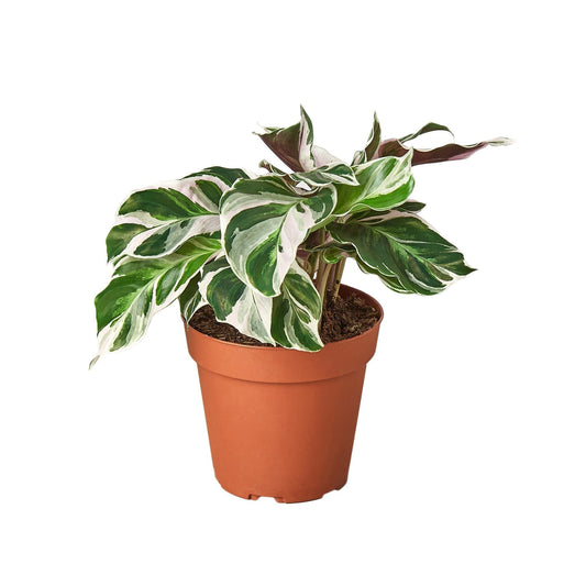 Calathea 'White Fusion' - 6" Pot - NURSERY POT ONLY