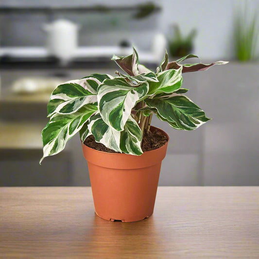 Calathea 'White Fusion'