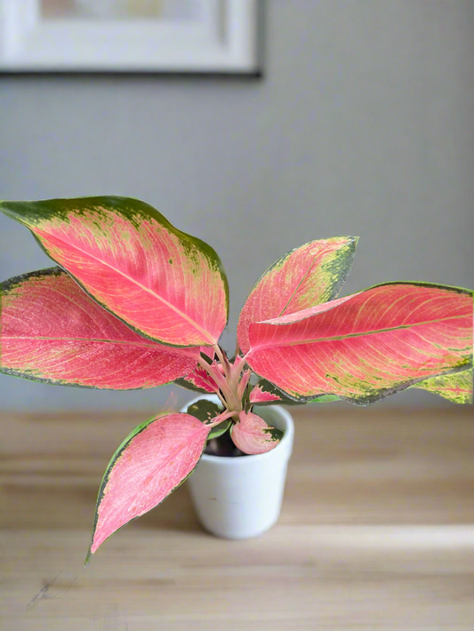 Chinese Evergreen 'Pink Pearl'