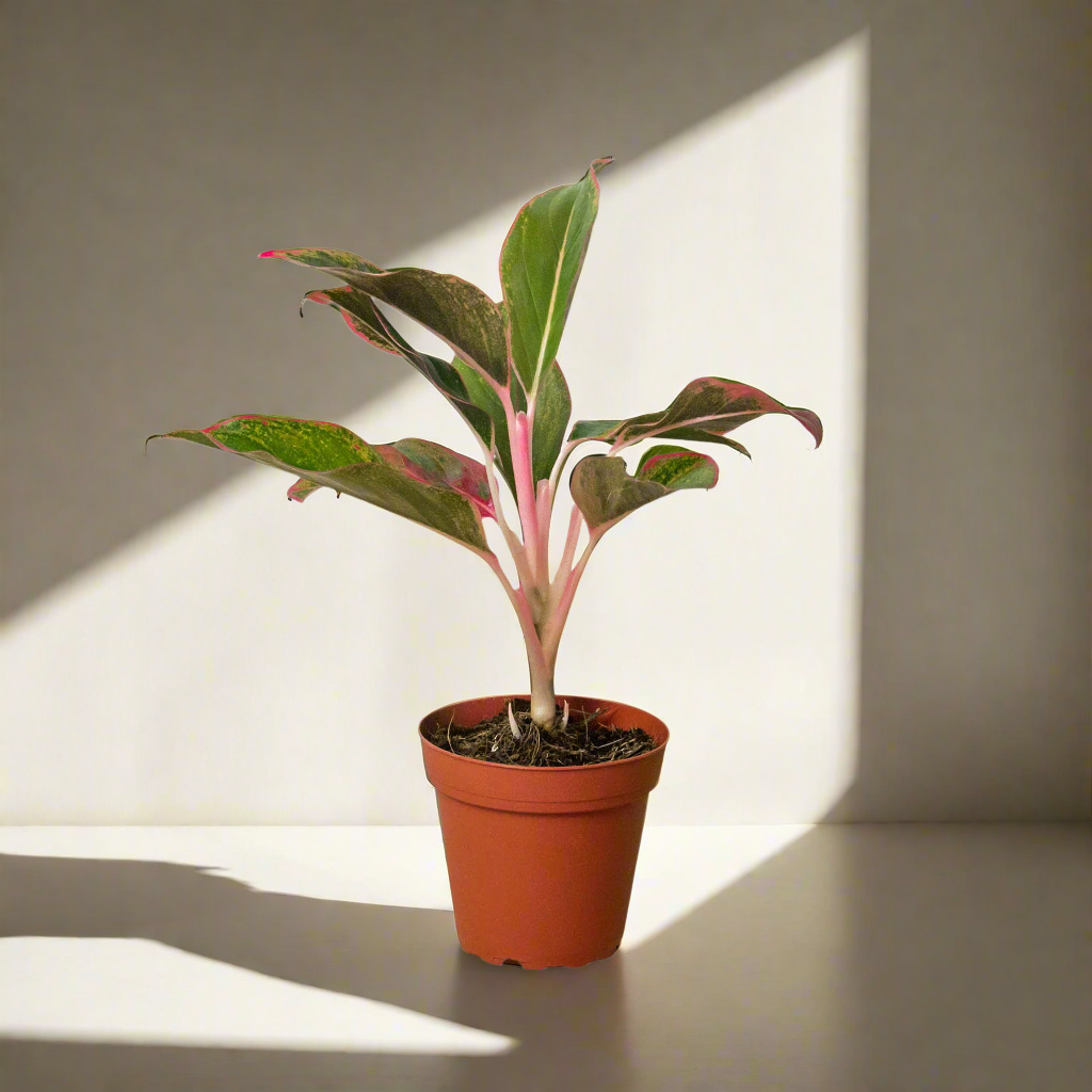 Chinese Evergreen 'Red Aglaonema'