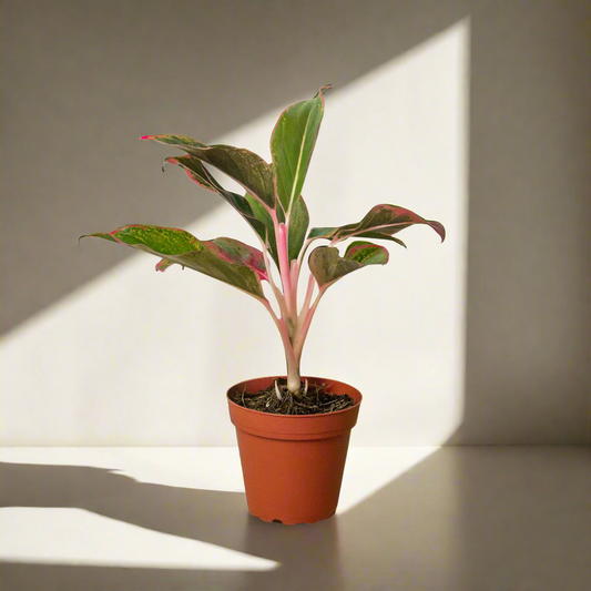 Chinese Evergreen 'Red Aglaonema'