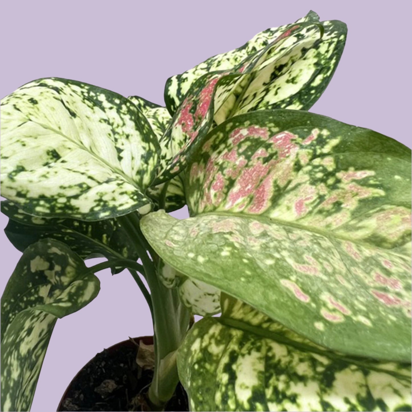 Chinese Evergreen 'Wishes'